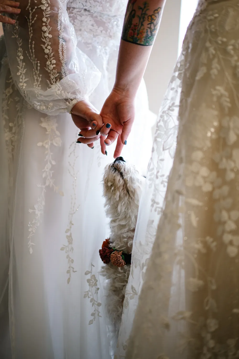 Close-up of two brides holding hands during an intimate wedding ceremony as their dog looks up between them